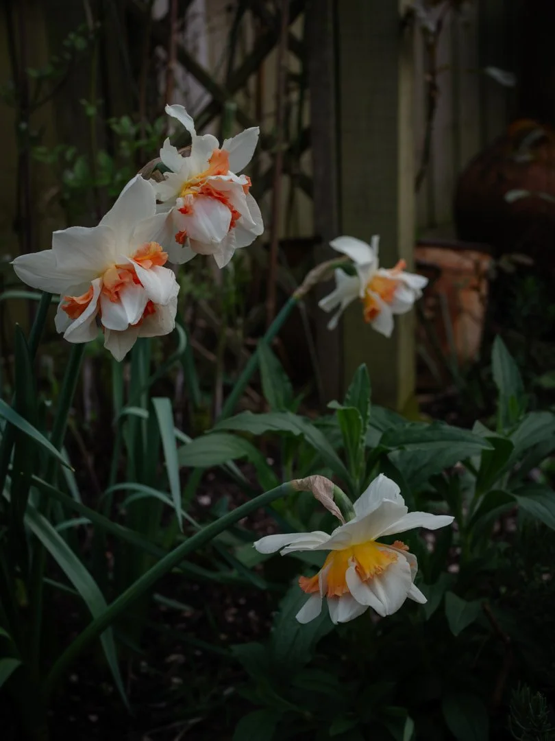 Narcissus 'Replete' flowering in a cottage garden in spring