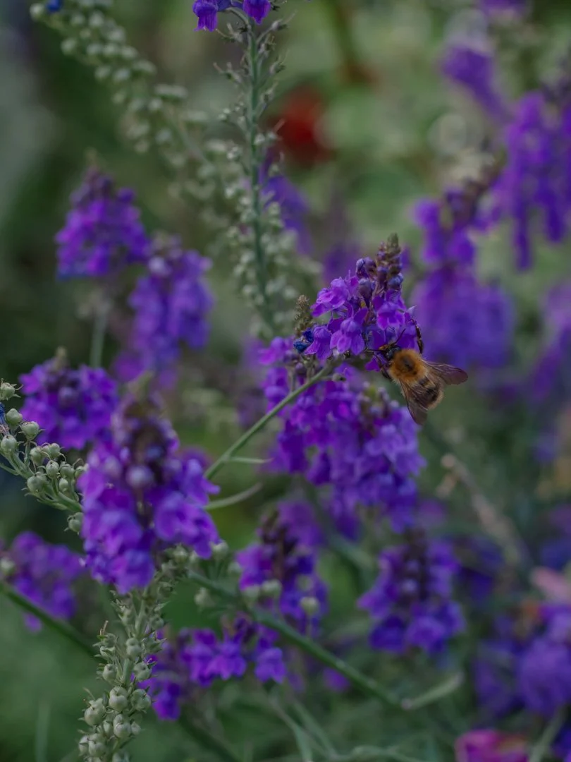 Purple toadflax growing naturally in a cottage garden, a wildflower loved by bees