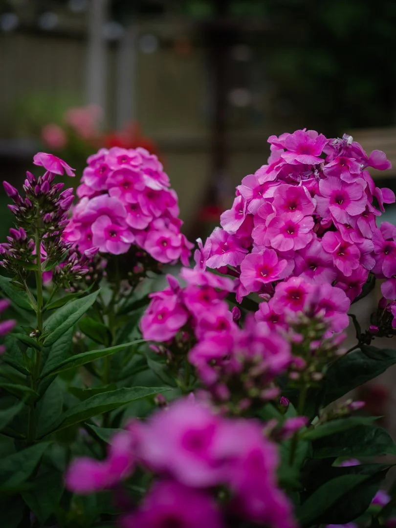 Phlox planted in drifts in a cottage garden, creating a pollinator-friendly display