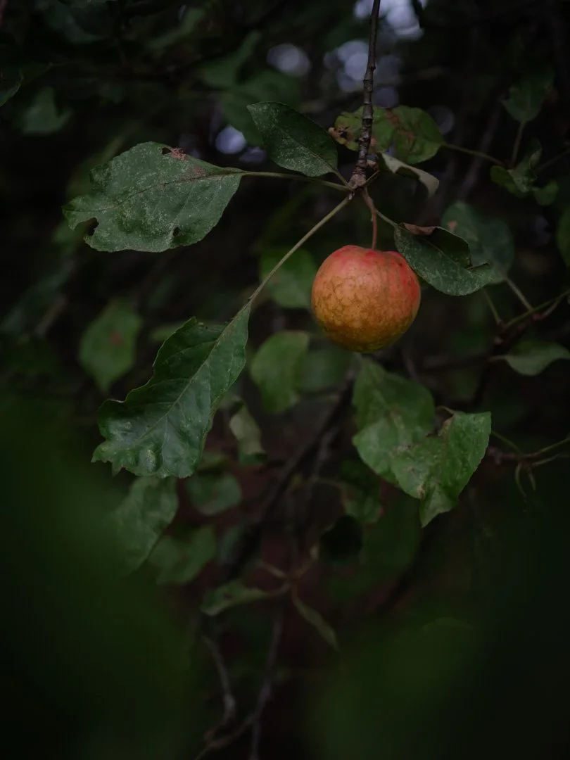 A single ripe apple hanging on a tree branch, glowing in the soft autumn light.