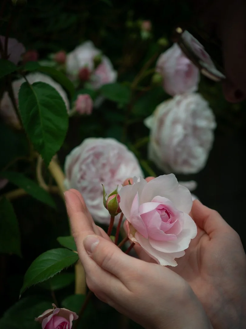 Hands gently cupping a pink Olivia Rose Austin rose in a garden during summer.
