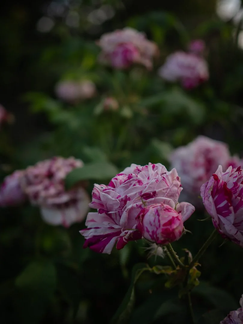 Heirloom Variegata di Bologna rose, raspberry ripple effect with fragrant blooms