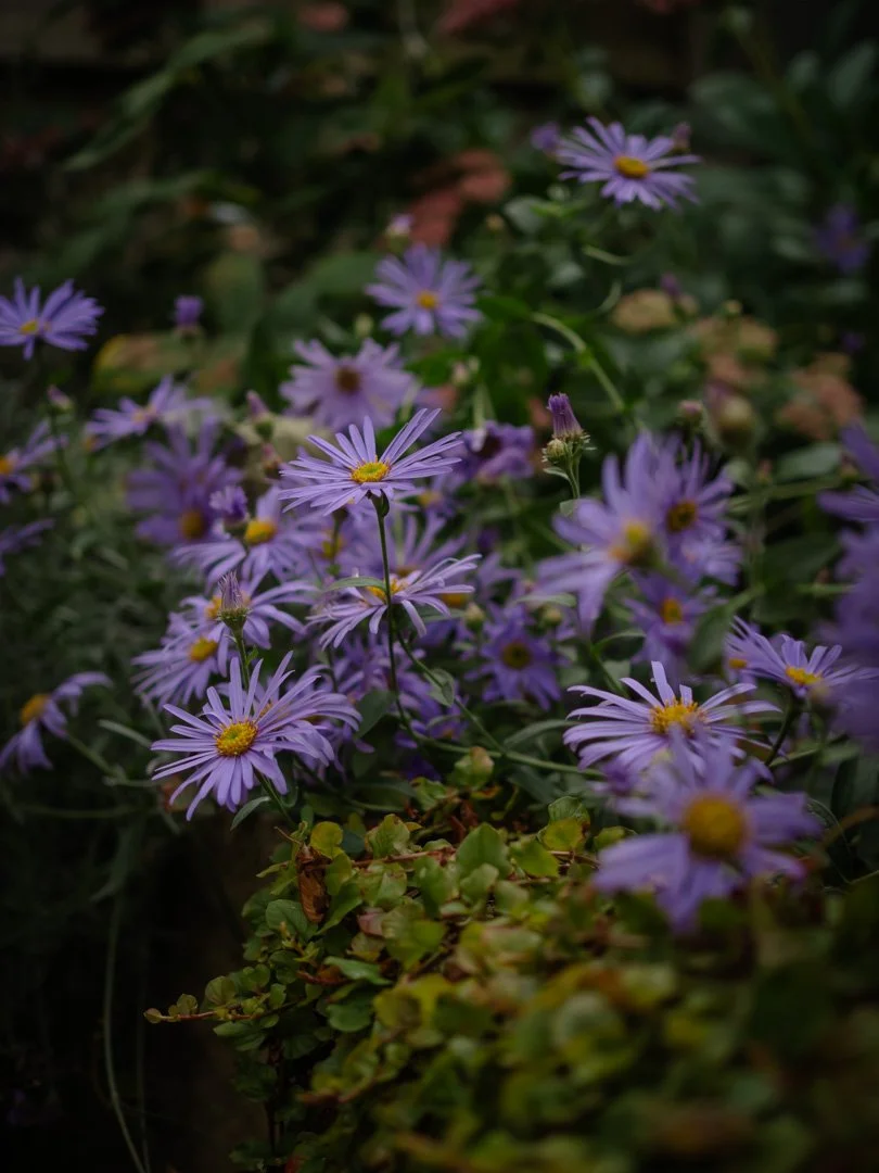 Aster flowers blooming in a cottage garden, loved by bees and late-season pollinators