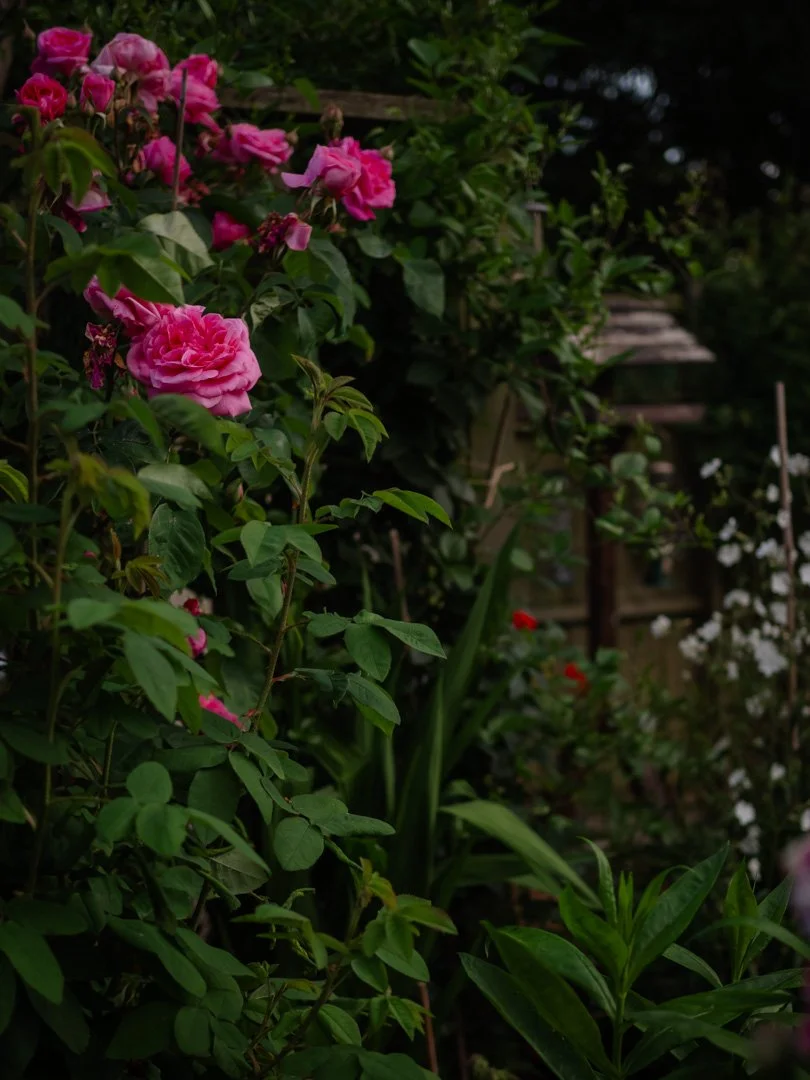 Gertrude Jekyll English rose flowering in a traditional cottage garden border