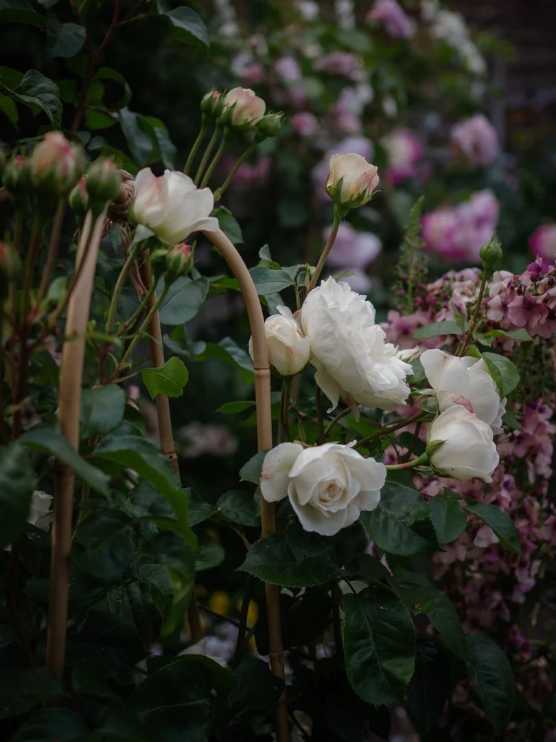 Desdemona David Austin rose with soft white petals tinged blush pink in a cottage garden