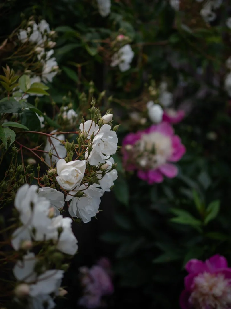 Bobbie James rose glowing in golden evening light with masses of white blooms
