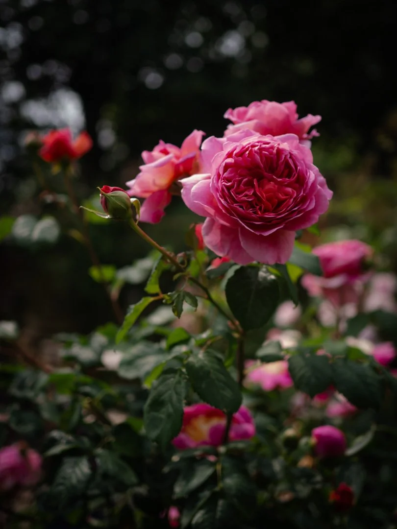 Close-up of Princess Alexandra of Kent rose showing full blousy pink petals