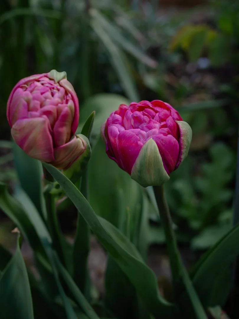 Tulip 'Angelique' with layered pink petals in a cottage garden