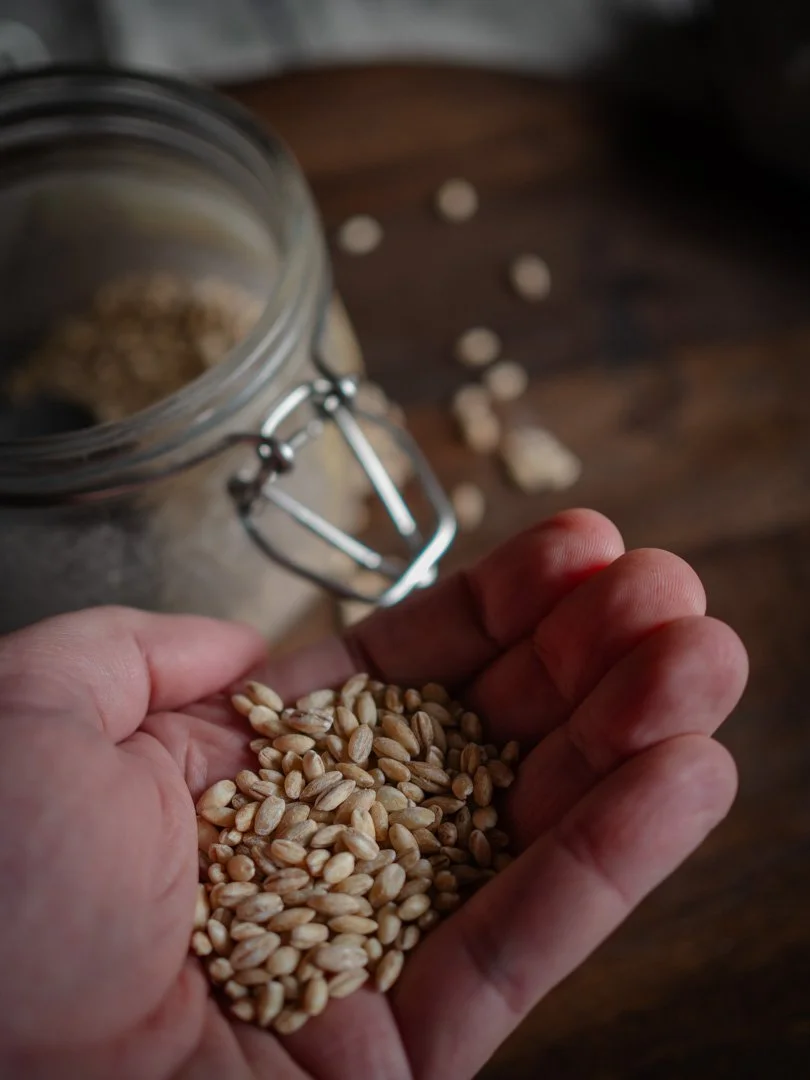 Handful of pearl barley grains, a traditional ingredient for soups and stews.