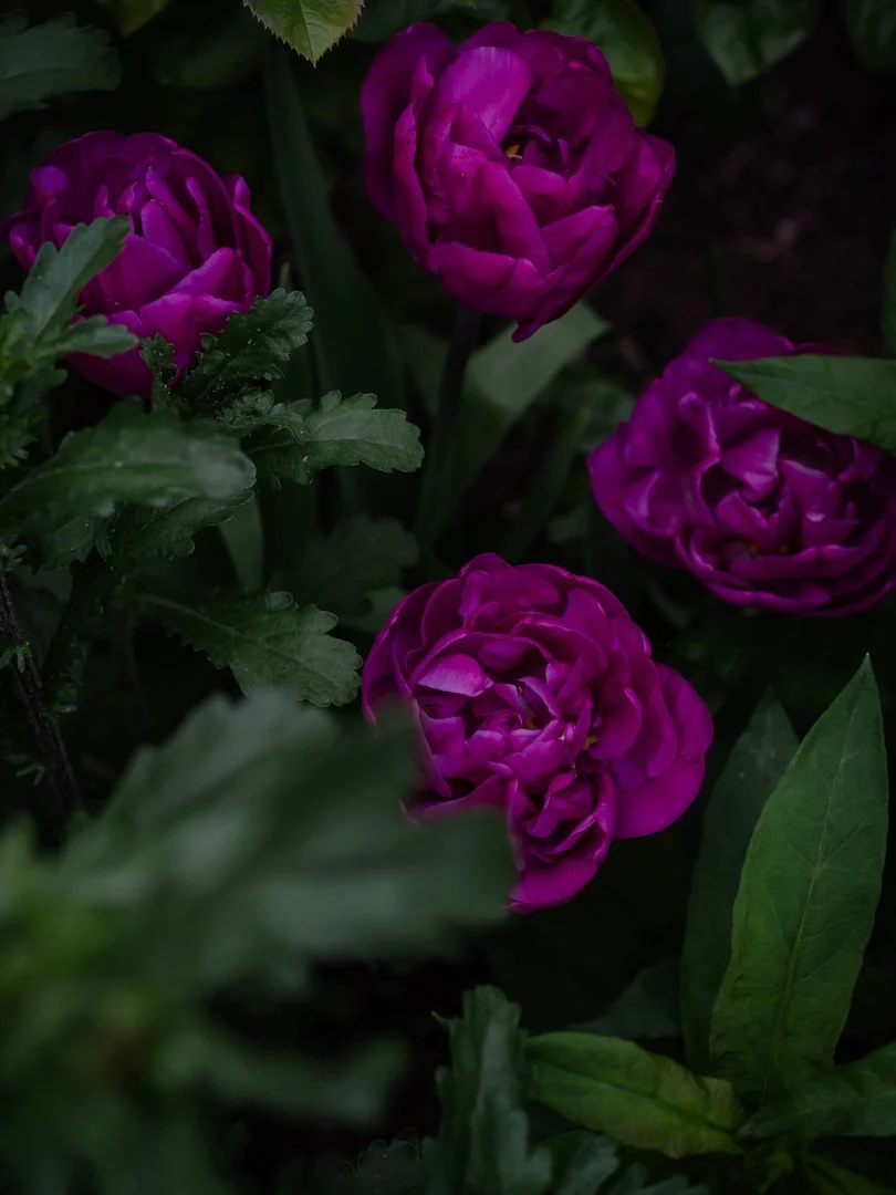 lose-up of the peony-like petals of Tulip 'Lilac Perfection'