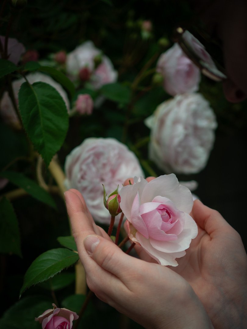 Clementine Rose holding a pink garden rose, reflecting slow and seasonal living