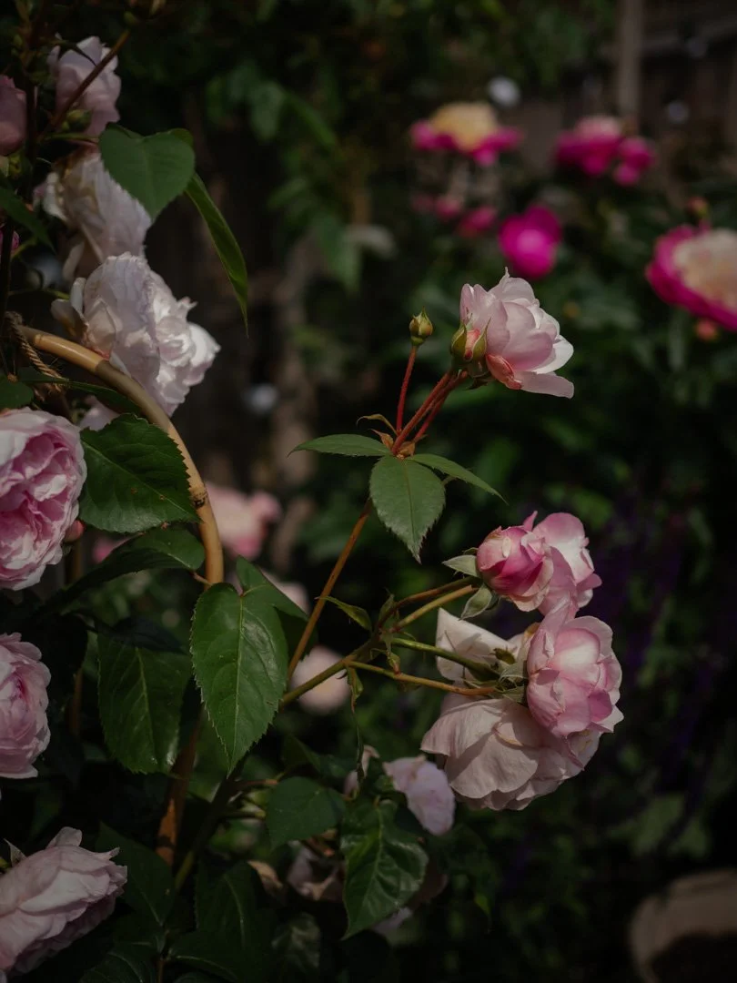 Early flowering Olivia Rose Austin rose in partial shade with delicate pink blooms