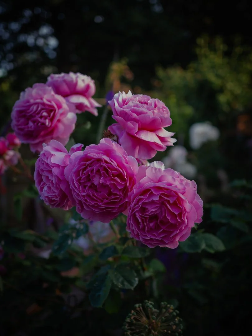 Princess Alexandra of Kent David Austin rose with large rich pink blooms in full sun