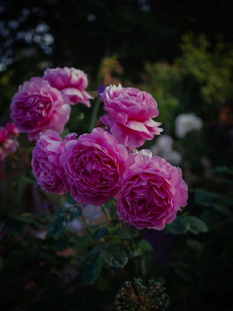 Our Favourite David Austin Roses for the Cottage Garden — A Life More ...