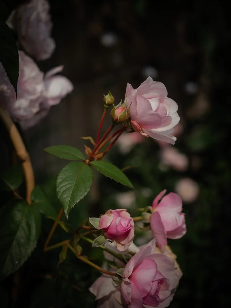 Close-up of David Austin roses in a cottage garden border with soft pink blooms