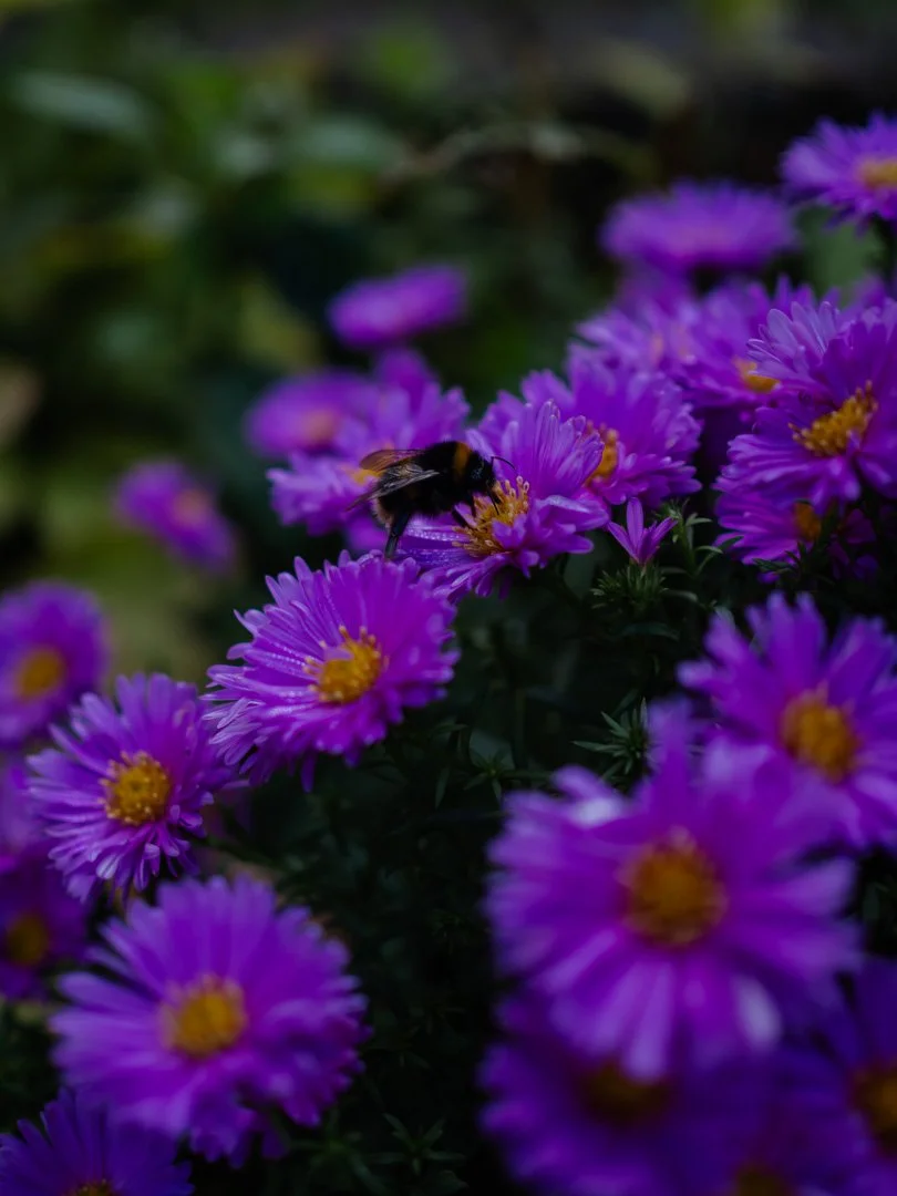 Bee visiting aster flowers in a late summer cottage garden border