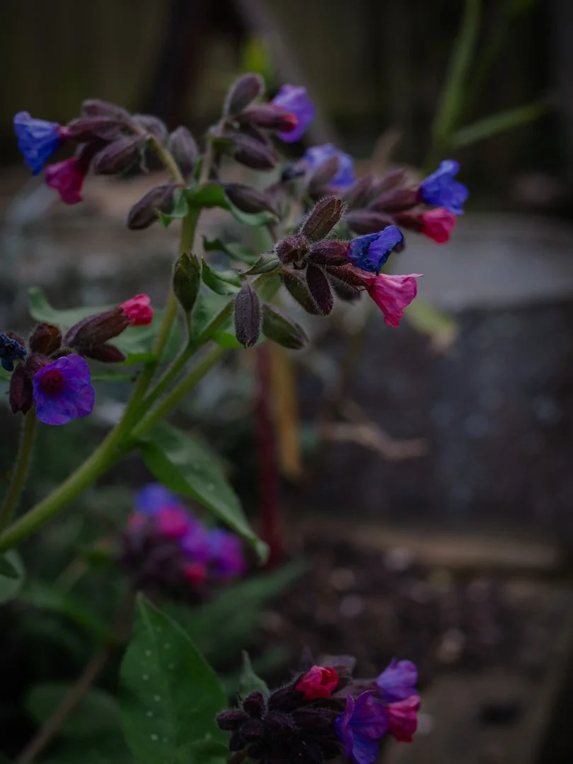 Pulmonaria flowers in early spring, an important nectar source for bees