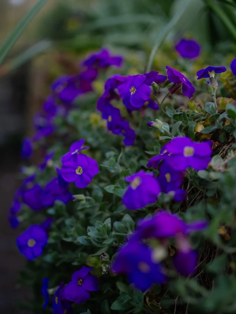Purple aubrieta flowers cascading in a cottage garden, attracting early bees