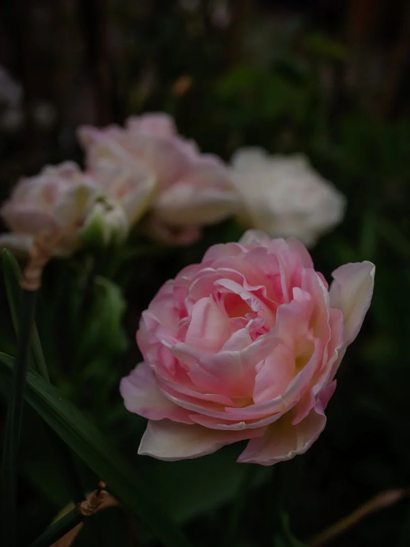 Soft blush-pink double tulip 'Angelique' flowering in spring