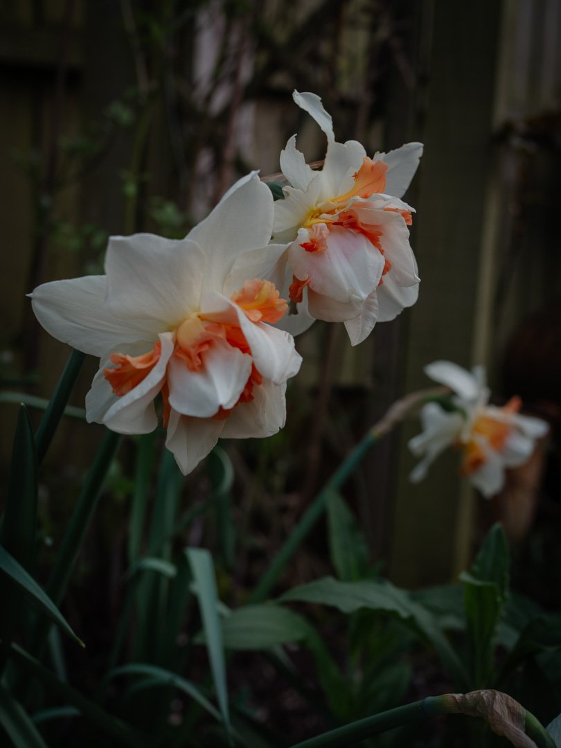 Close-up of Narcissus 'Replete', a double-flowered daffodil with ruffled pink petals