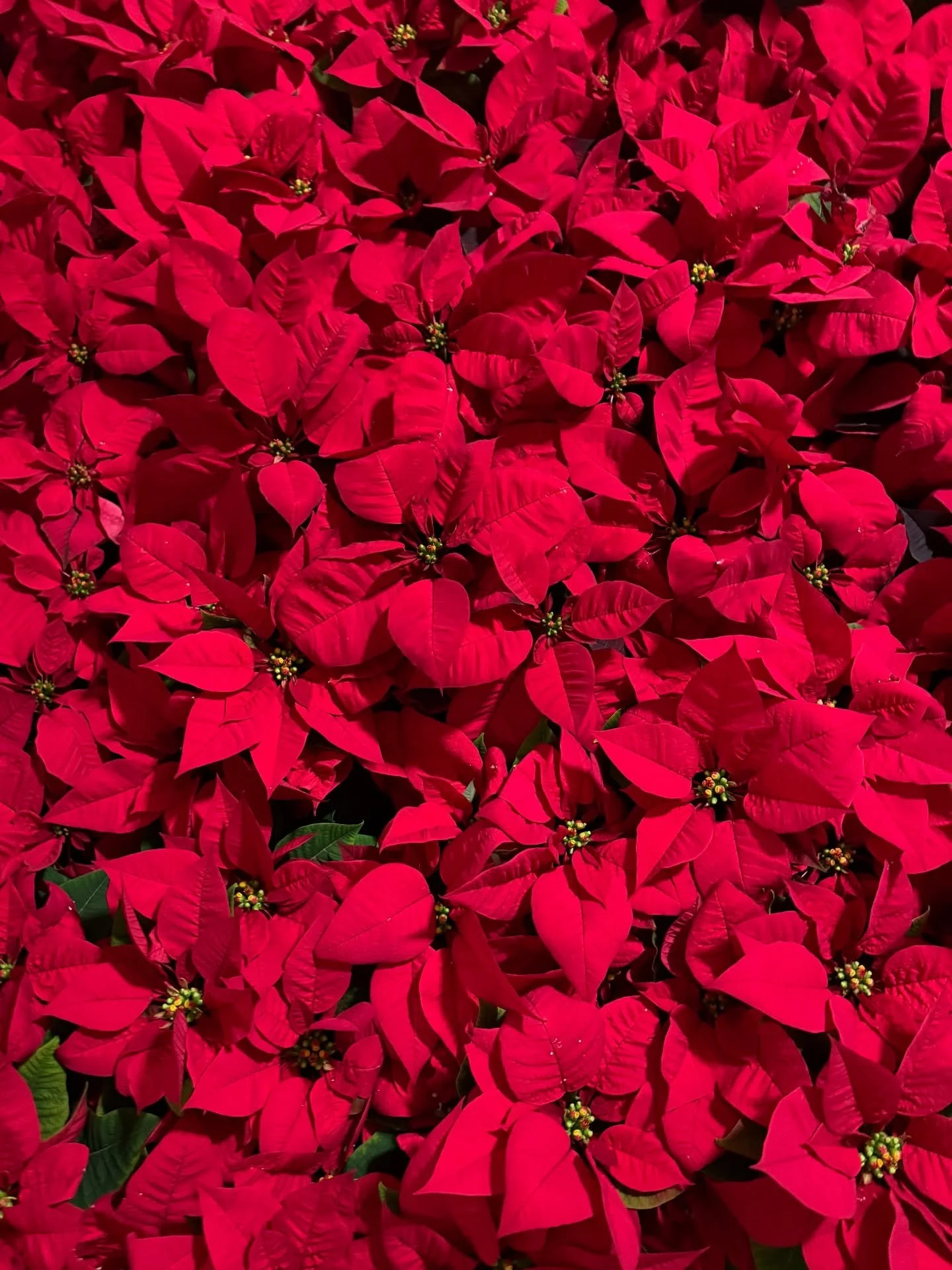Leaf it to us &mdash; poinsettias everywhere. 

How many can you spot? 🍃😉

#harvestatthemasonic #michelinguide #visitmckinney #downtownmckinney #farmtotable #eatlocal