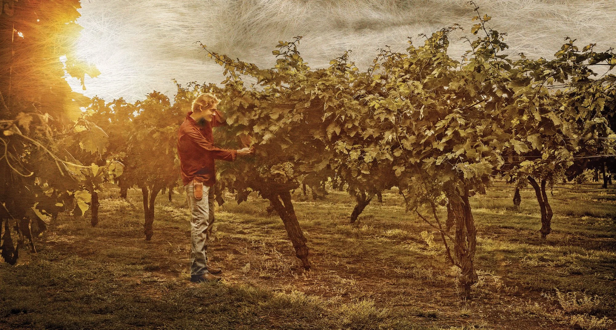 A person harvesting grapes in a vineyard during sunset.