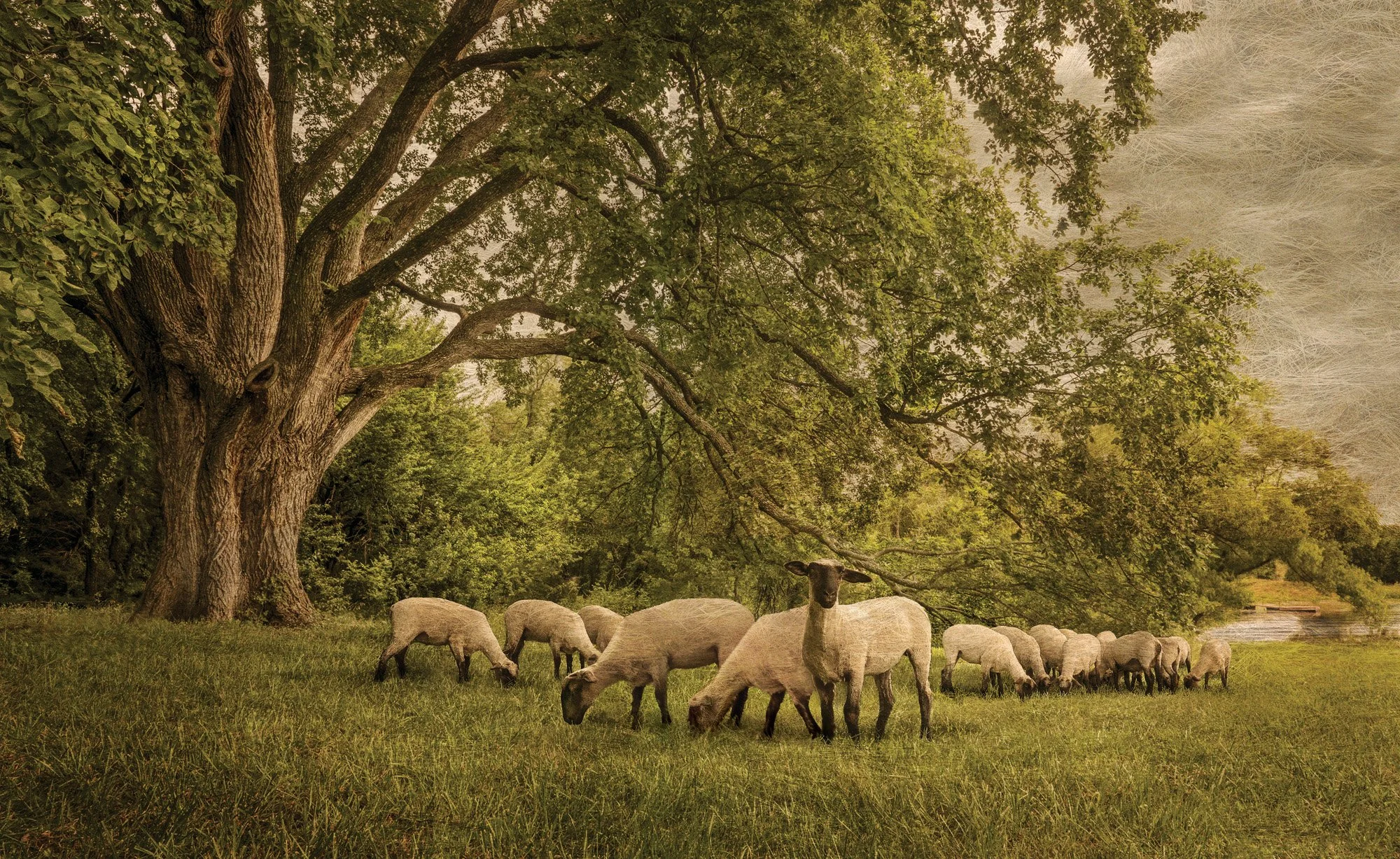 A flock of sheep grazing under a large, sprawling tree in a grassy field near a body of water.