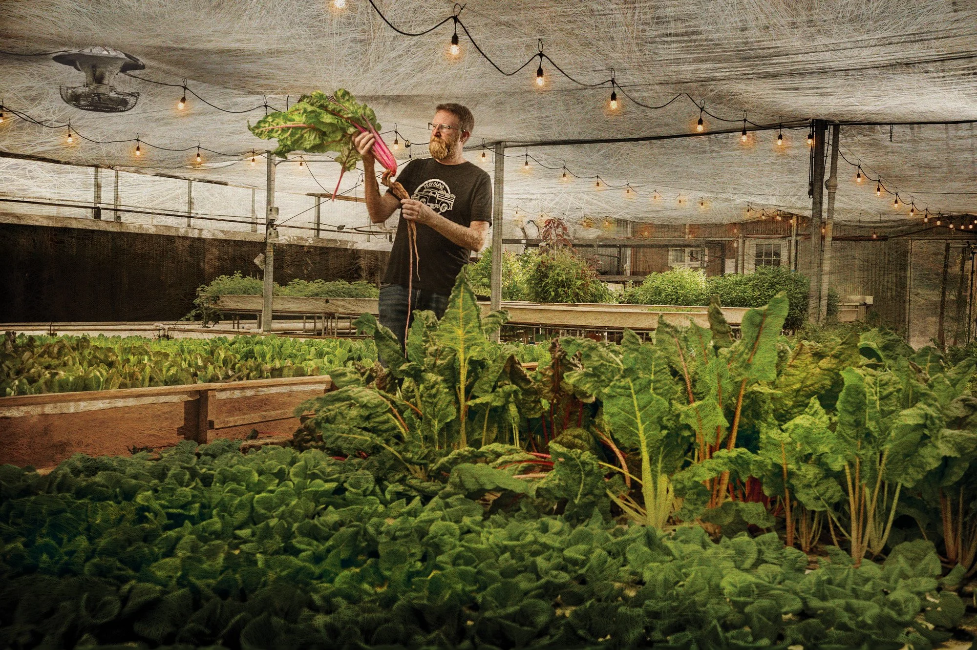 A man with glasses and a beard in a greenhouse or indoor garden holding a large leafy vegetable, possibly Swiss chard, amidst lush green plants and vegetables, with string lights hanging overhead.
