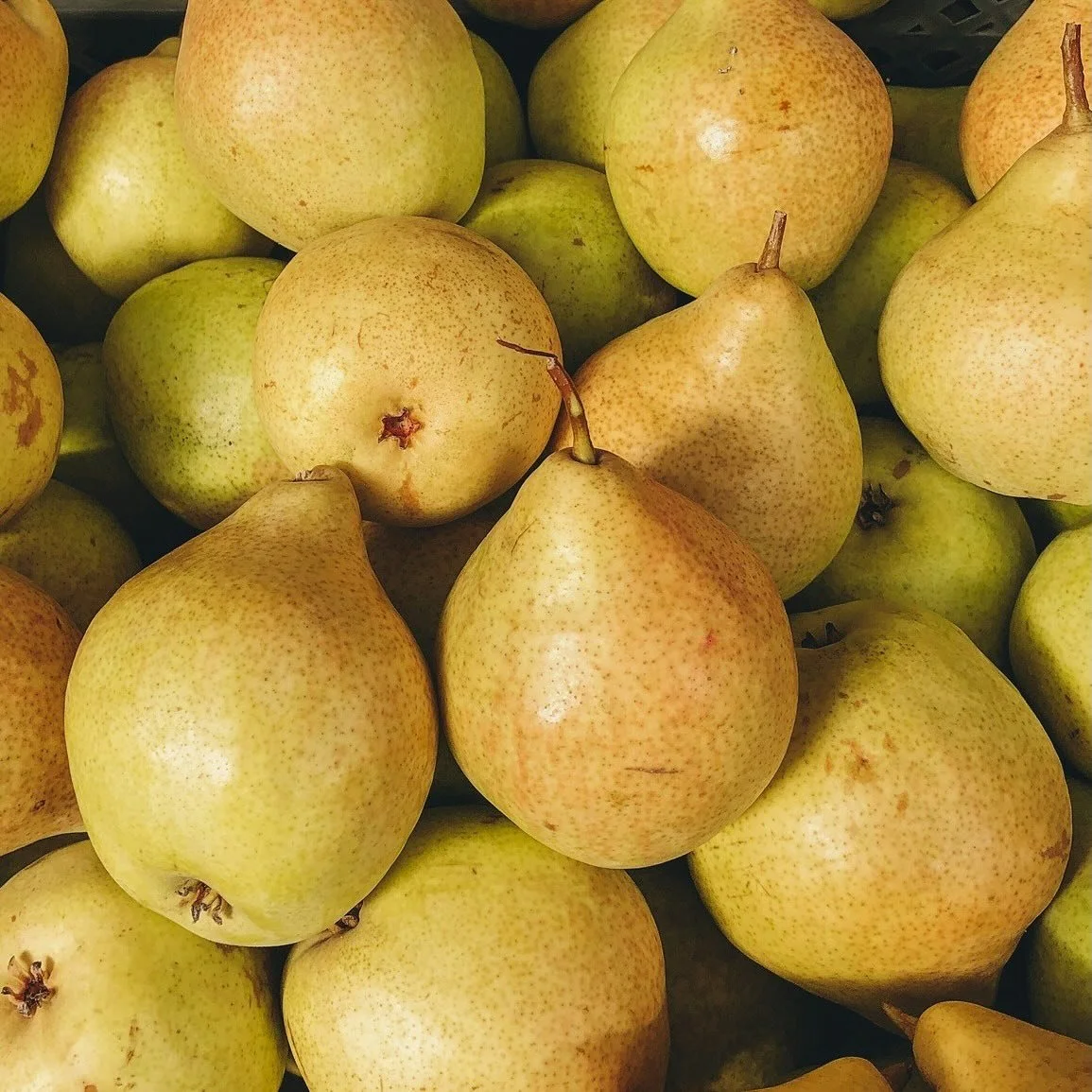 🍐 What&rsquo;s fresh at the co-op: Organic pears, apples, blueberries, strawberries, seedless grapes, brussels sprouts, mushrooms, peppers, carrots, tomatoes and more!

🥛 Whole, 2% and Chocolate glass bottle milk! Don&rsquo;t forget to return your 