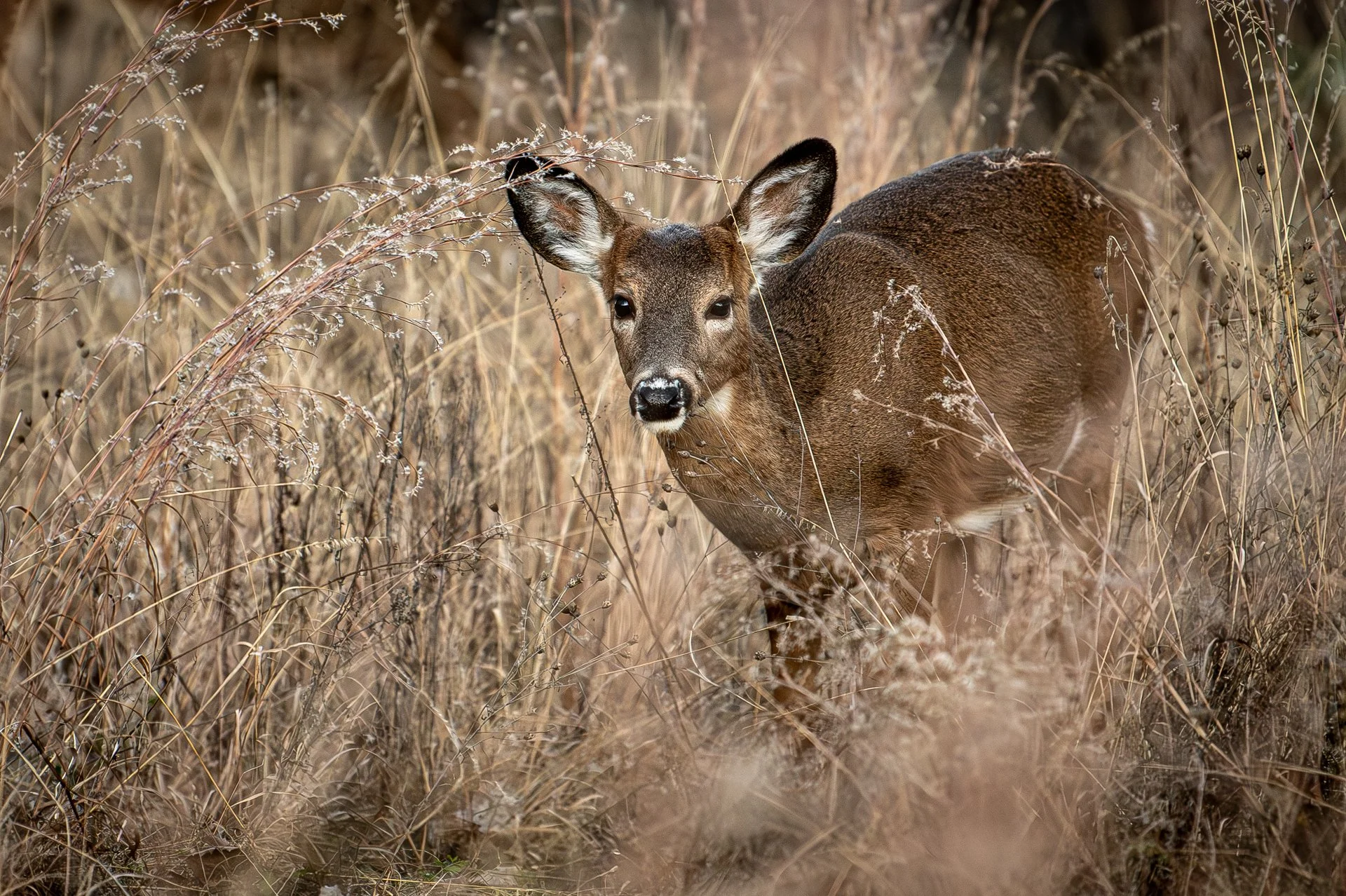 MONTREAL-Canada, Febuary 28 2026- Iranian protest-.jpg