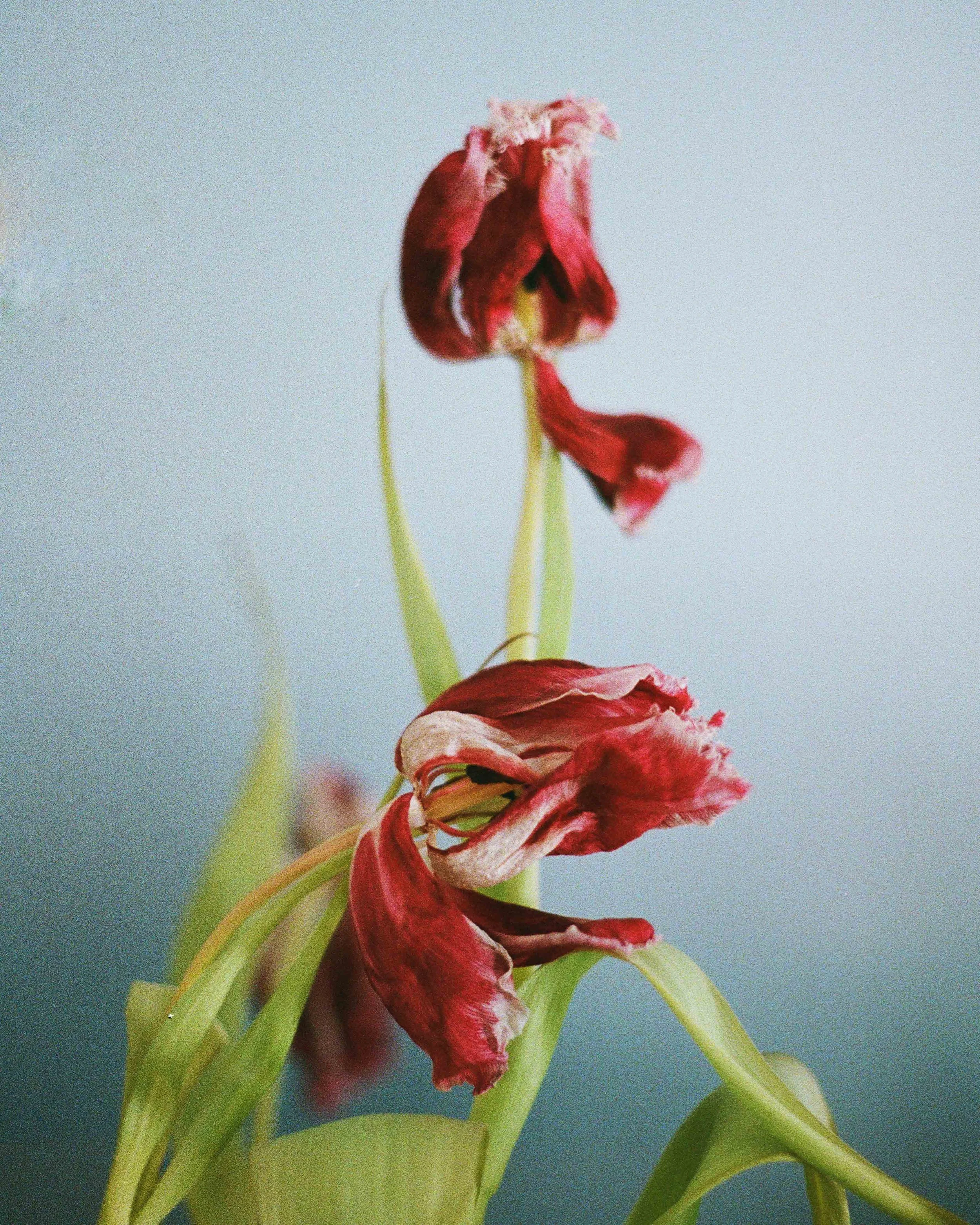 Flower.jpg