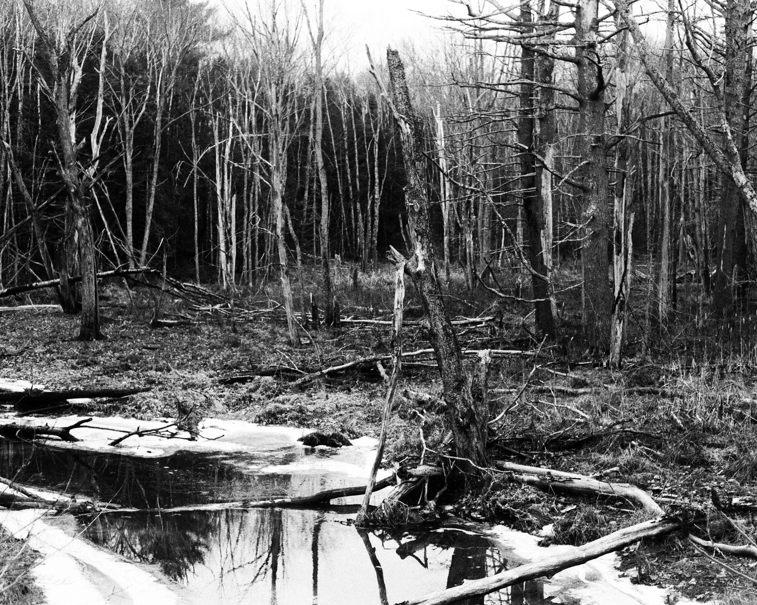 Echoes of Cancer Alley by Richard Misrach.jpg