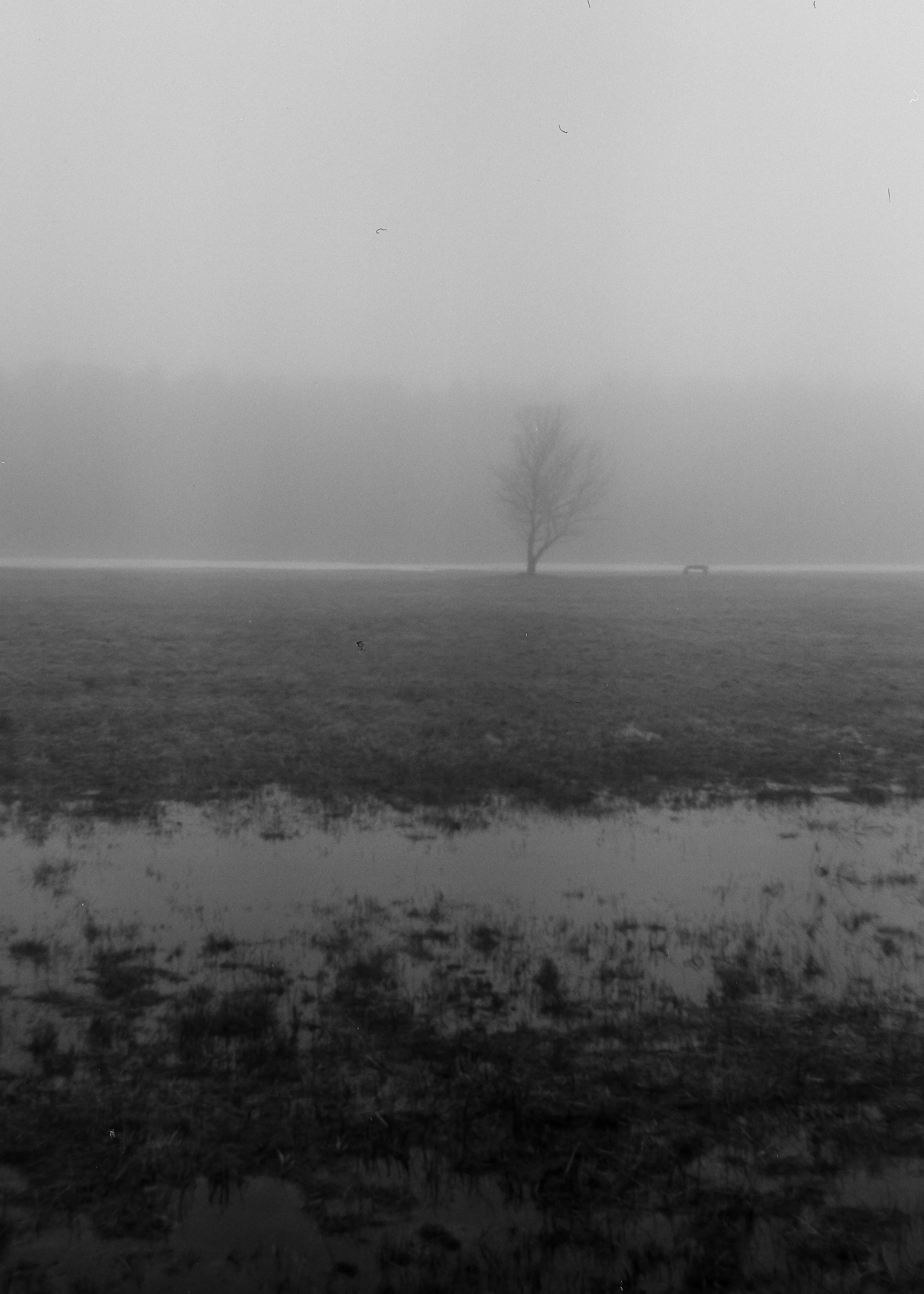 Bench and Tree.jpg