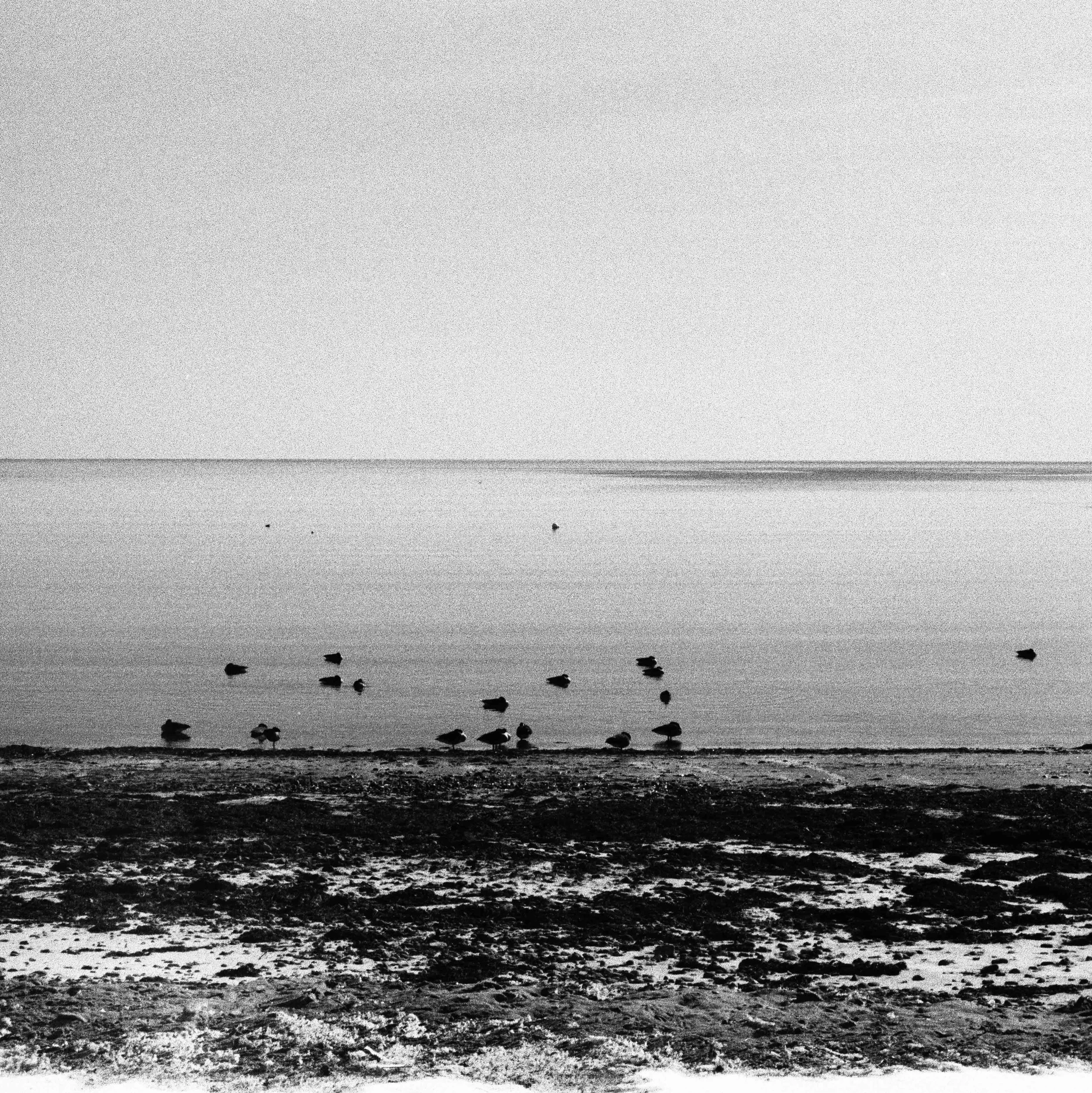 Winter Geese at Granite Point.jpg