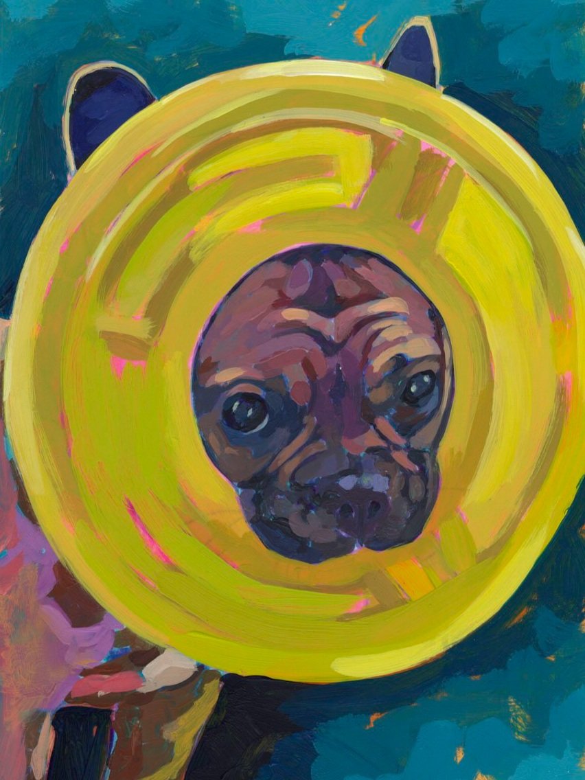 day+16+funny+february+frenchie+stuck+in+frisbeefor+web.jpg