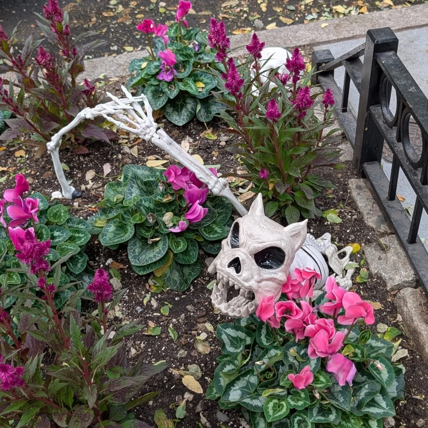 Halloween on the Upper East Side 

#autumninny #uppereastside #halloween #halloweendecorations #nyctourguide