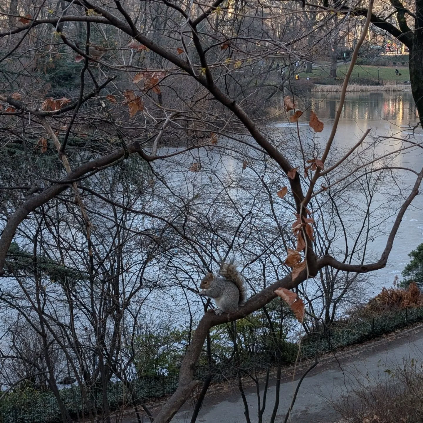 Wild life in Central Park. 

#nyctourguide #squirrel #birdsofinstagram