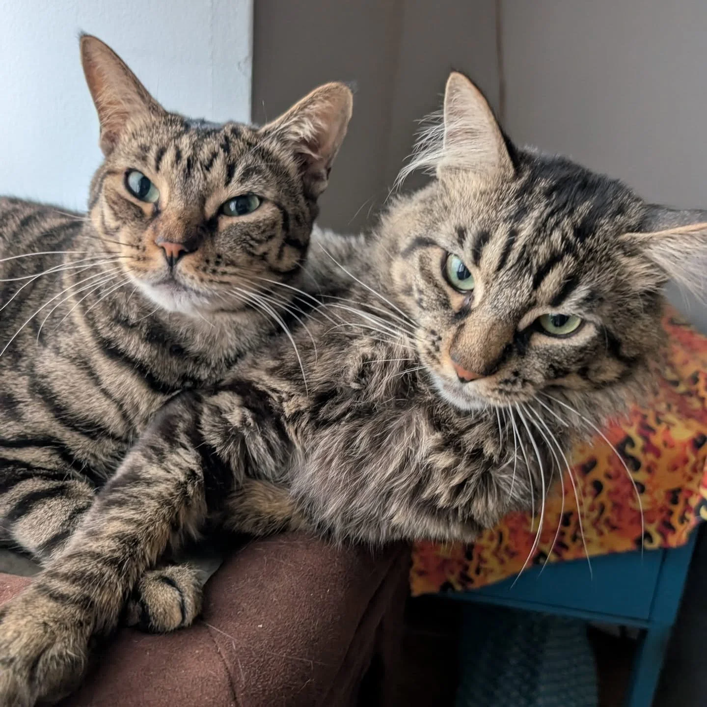 Bundles of goofy joy! After over 3 years of loss, having these cuties in the family is so much fun. 

#quantumentanglement #whiskersagogo 
#petsattheMet