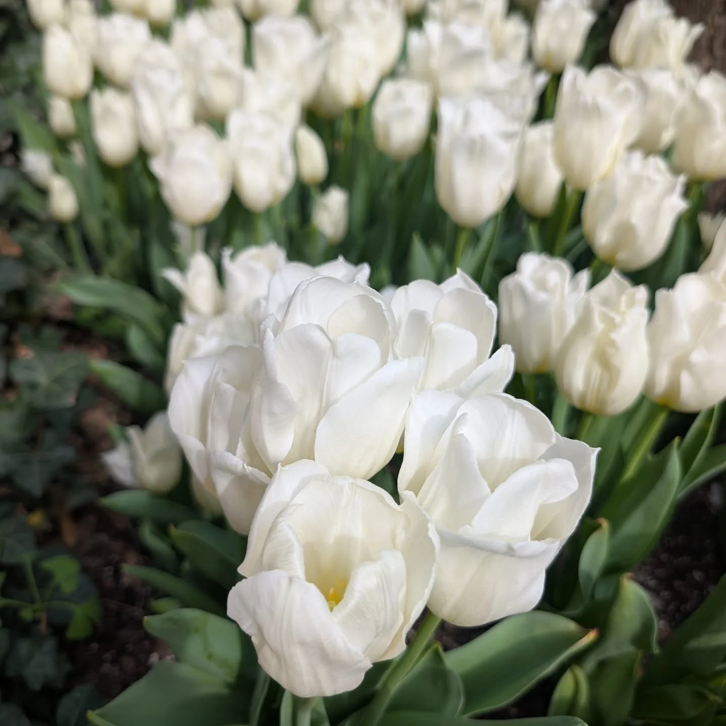 On a day far cooler than expected, it's nice to see the flowers 

#springflowers #tulips #nyctourguide