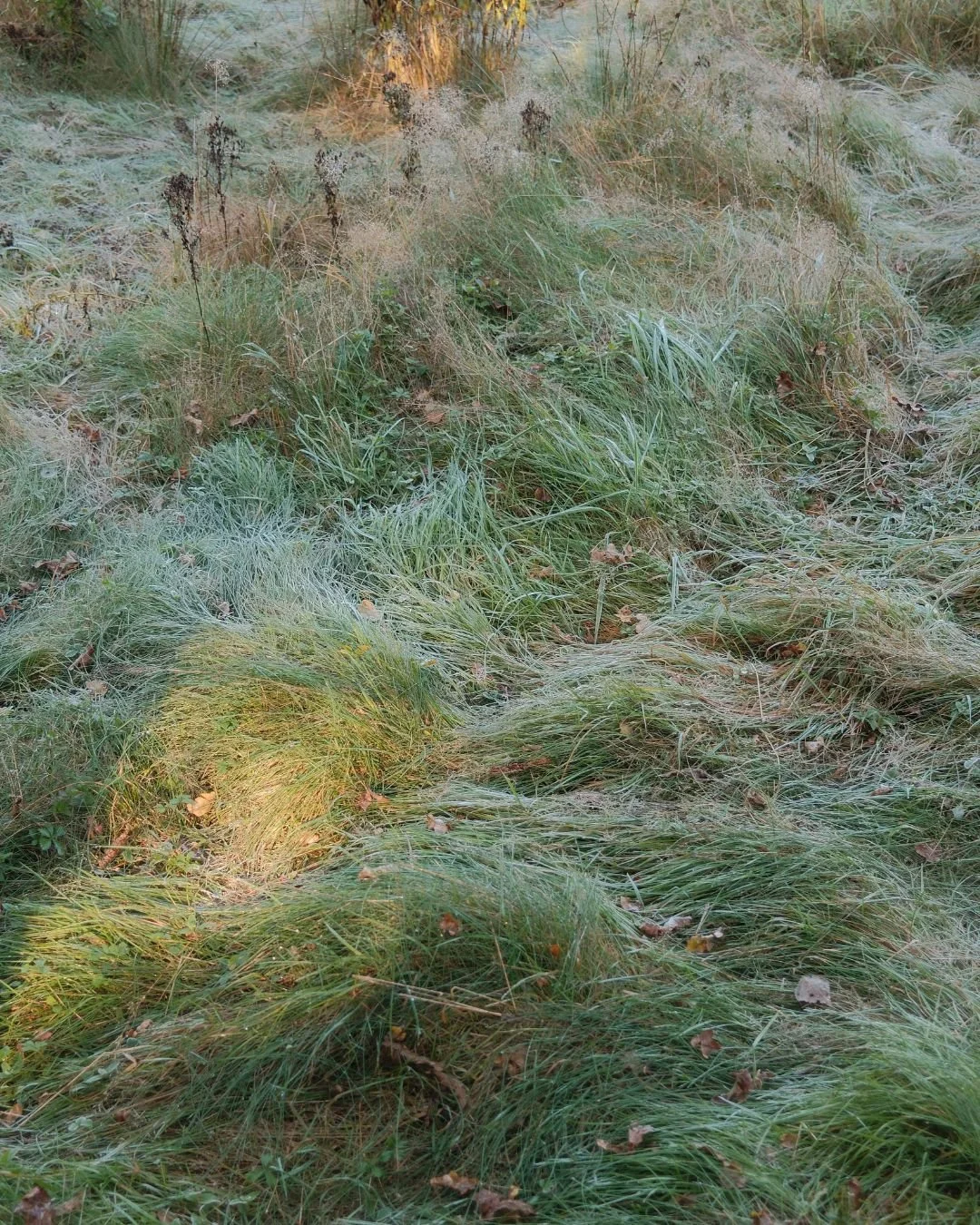 Nature Sessions: Meditation &amp; Sound Experience, London 