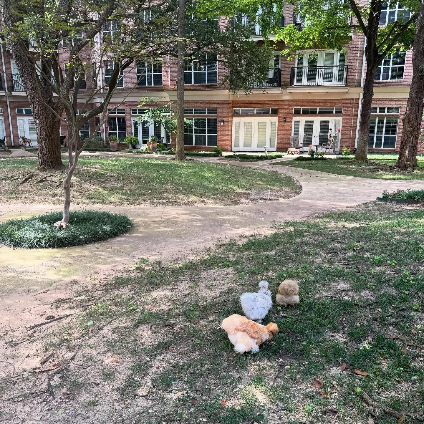 Summer adventures with the girls 🩵 We got to chat with a few residents in the courtyard on our visit today, and the girls enjoyed a little exploring.  #therapychicken #nonprofit #silkies #chickensofig