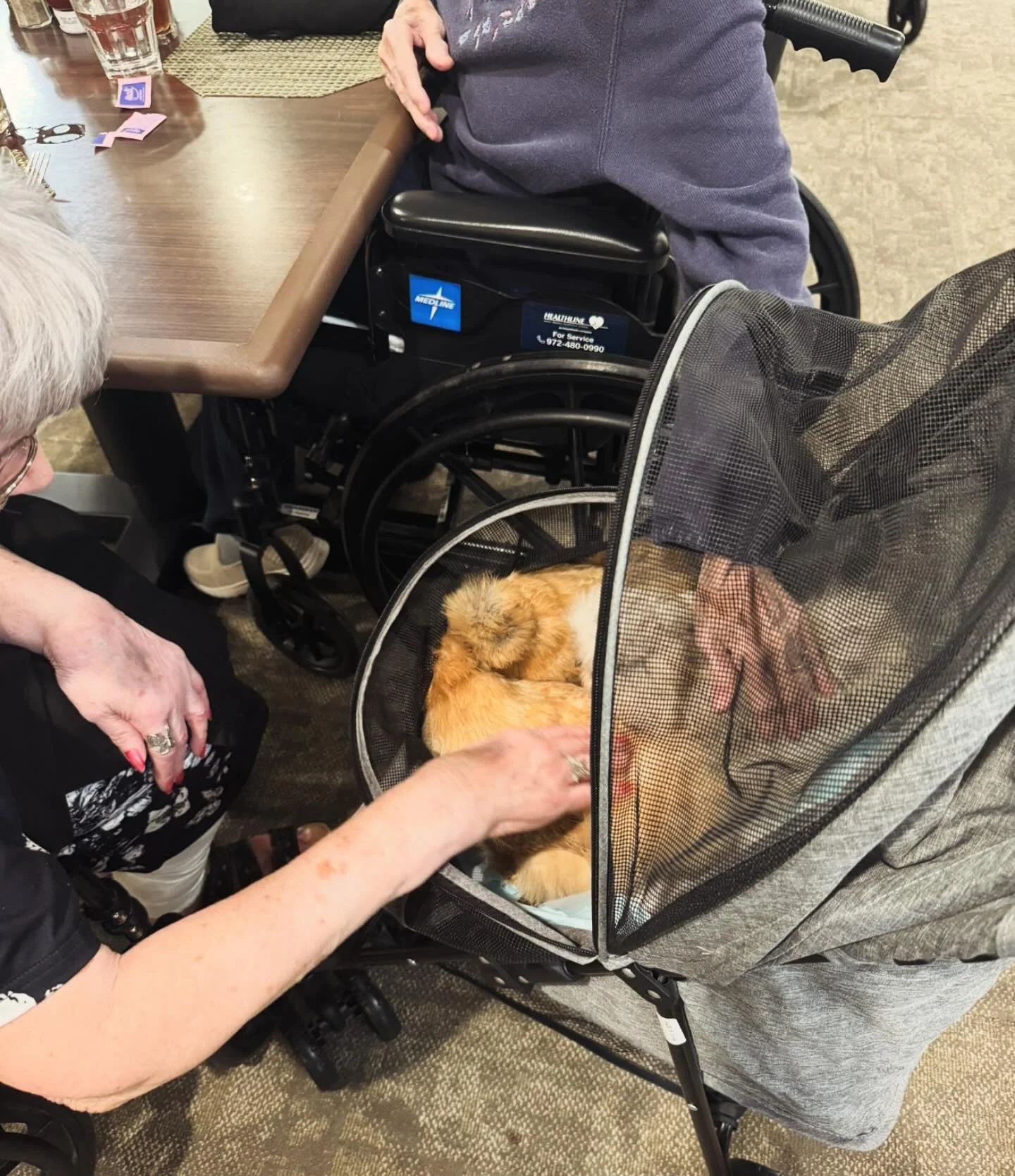 Mobile therapy activated.  The Girls enjoy visiting residents indoors via their cozy and stylish chicken stroller. Word has it they will be doing some inside visits today and we can&rsquo;t wait for residents to have their day brightened with some ch