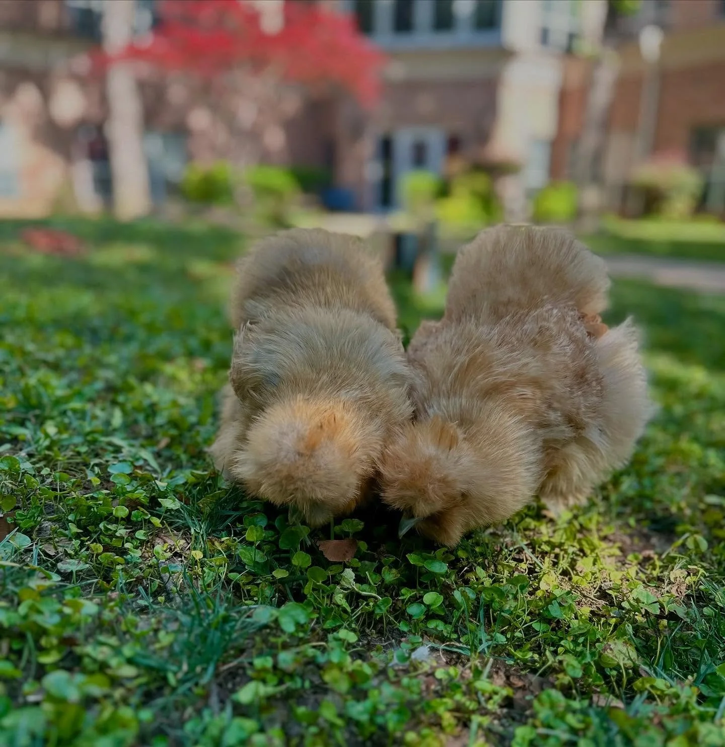Therapy Silkies in their element. #silkies #therapychickens #seniorliving #seniorcare