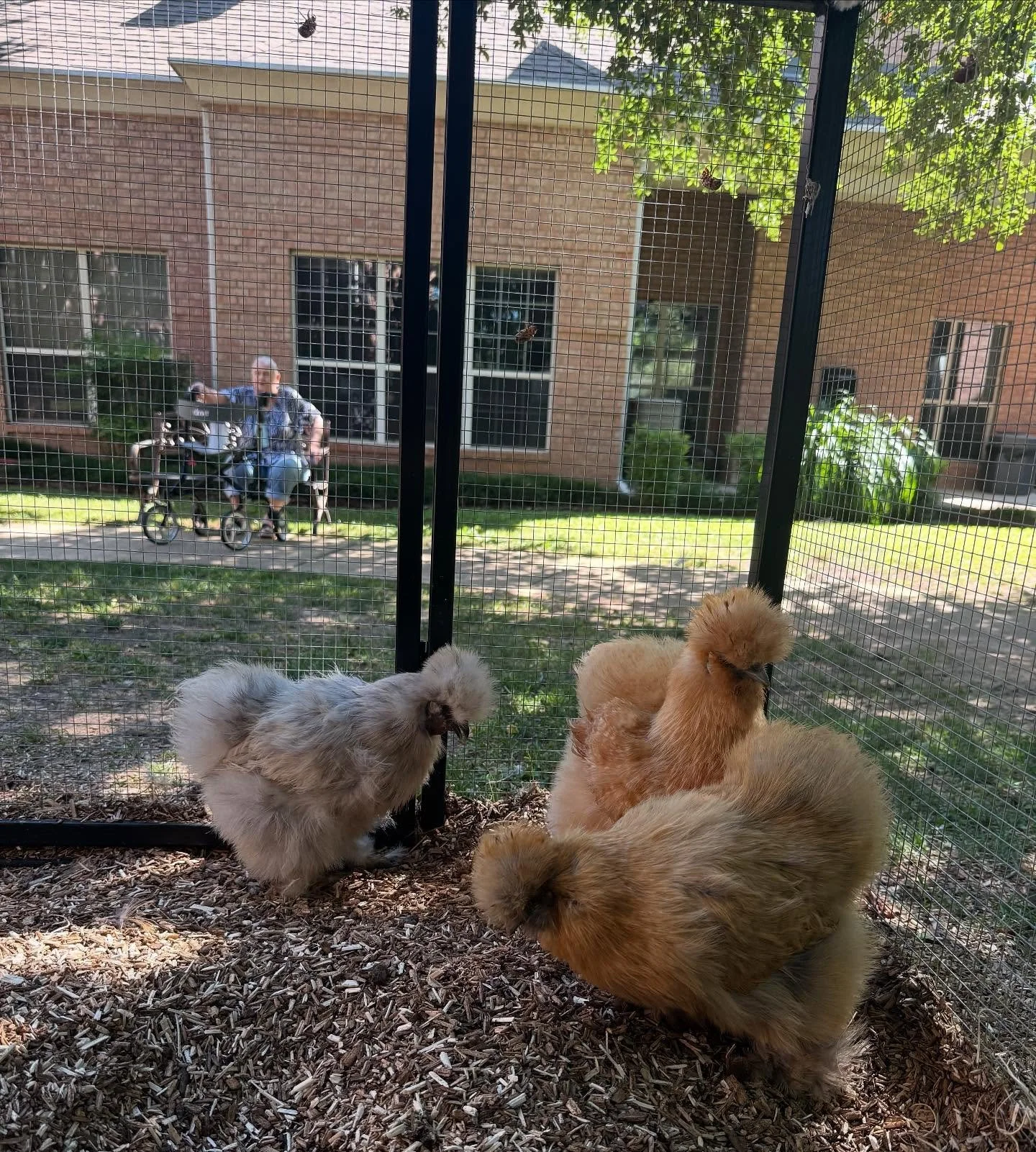 A lovely day in the courtyard enjoying time with the girls sounds therapeutic to us. We love hearing about (and witnessing) residents enjoying the girls and time outside in nature, it&rsquo;s good for the soul. 🩵 #therapychickens #silkies #seniorcar