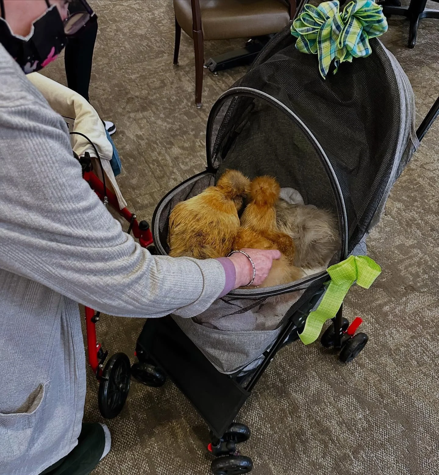 Spreading joy, one person at a time.  #therapychickens #nonprofit #seniorcare #seniorliving #silkies