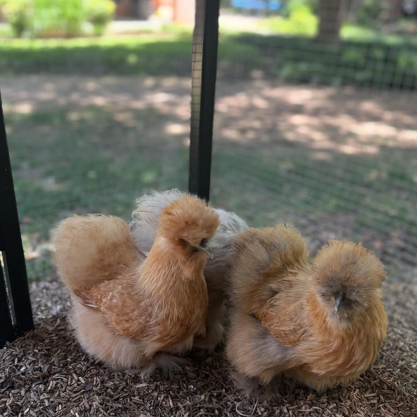 Pancake, Donut and Croissant are our first 3 hens living full time at an incredible Senior Living Comminity in Dallas.  This Pilot Location has been critical for us, and we&rsquo;ve amassed over 7 months worth of stories, touching photos and feedback