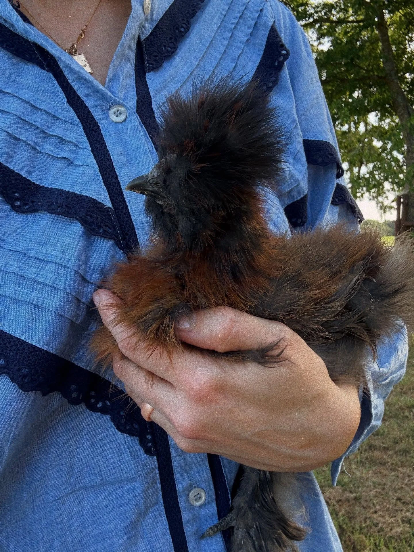 The joy these chickens bring never ceases to amaze me. Lately we&rsquo;ve collected stories, quotes from residents and feedback from staff, and it&rsquo;s been rewarding to sit in that joy for a while and truly feel the impact the girls are making. 
