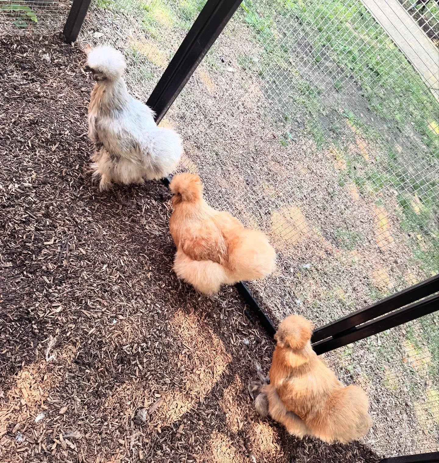 Parade of therapy hens at Senior Living. 🫶🏻 #seniorliving #therapyhens #silkies #seniorcare