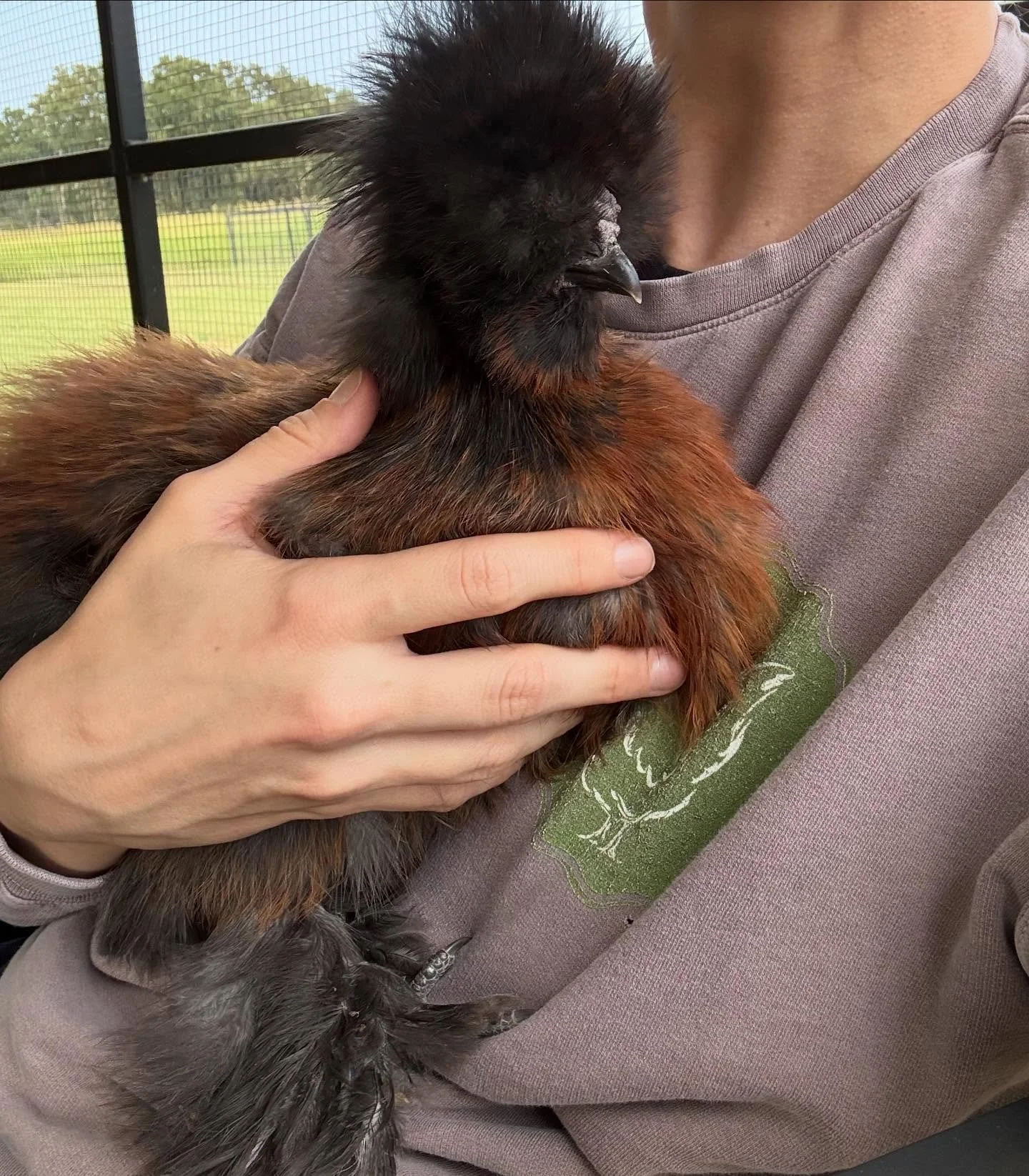 The weather dipped under 90&deg;, so it felt like a great day for a chicken happy hour.  #chickensofinstagram🐔 #silkies #therapychickens