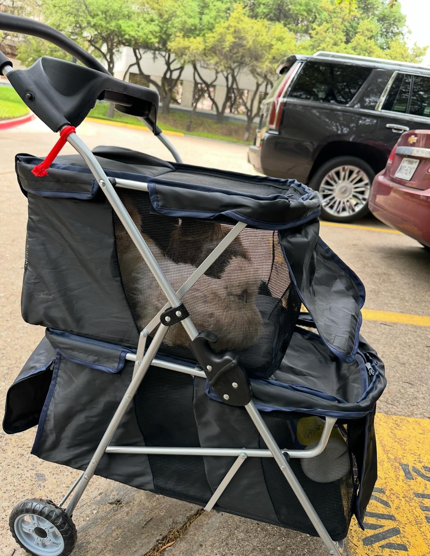 Have stroller, will travel. 🐓

We are very excited to start our Hen Visits back up now that Summer is behind us.  We have already added several new Communities to our visit schedule this Fall! 

How does it work? We stroll in (pun intended) with som